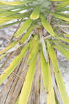 Moundlily yucca